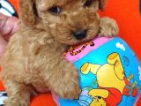 Orj. Babyface Toy Poodle Bebeklerimiz -