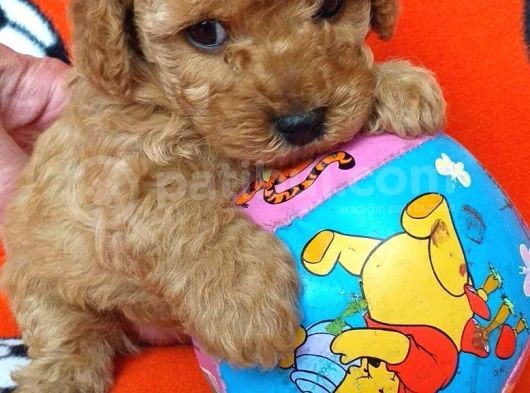 Orj. Babyface Toy Poodle Bebeklerimiz - görsel