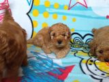 Orj. Babyface Toy Poodle Bebeklerimiz -