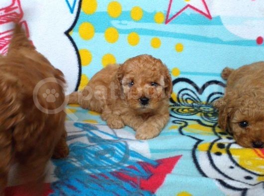 Orj. Babyface Toy Poodle Bebeklerimiz - görsel