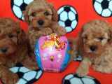Orj. Babyface Toy Poodle Bebeklerimiz -