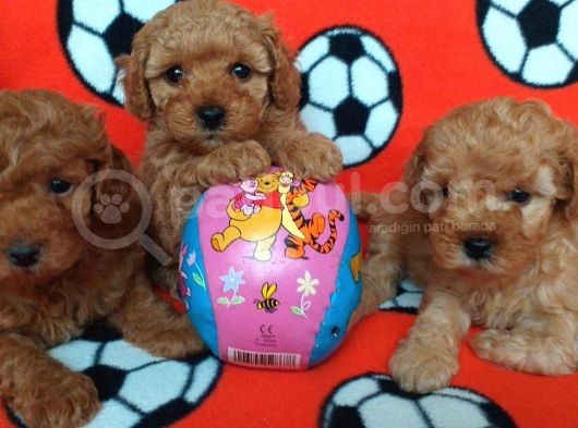 Orj. Babyface Toy Poodle Bebeklerimiz - görsel