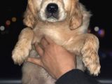 Orj. Babyface Golden Ret Bebeklerimiz -
