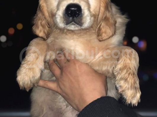 Orj. Babyface Golden Ret Bebeklerimiz - görsel