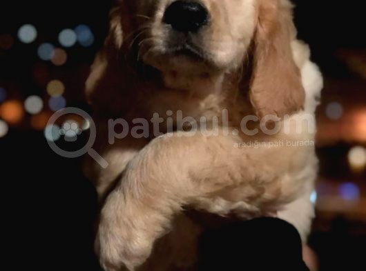 Orj. Babyface Golden Ret Bebeklerimiz - görsel
