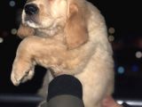 Orj. Babyface Golden Ret Bebeklerimiz -