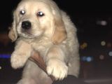 Orj. Babyface Golden Ret Bebeklerimiz -