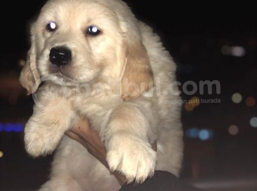 Orj. Babyface Golden Ret Bebeklerimiz - görsel