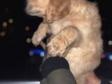 Orj. Babyface Golden Ret Bebeklerimiz -