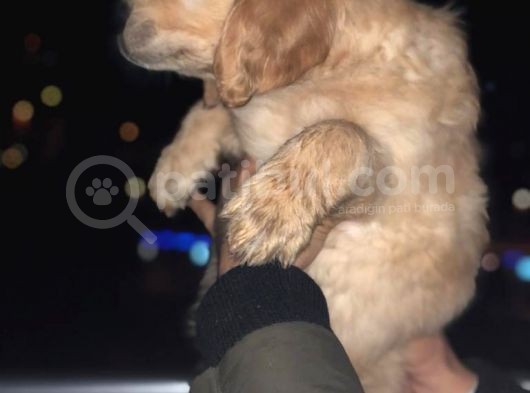 Orj. Babyface Golden Ret Bebeklerimiz - görsel