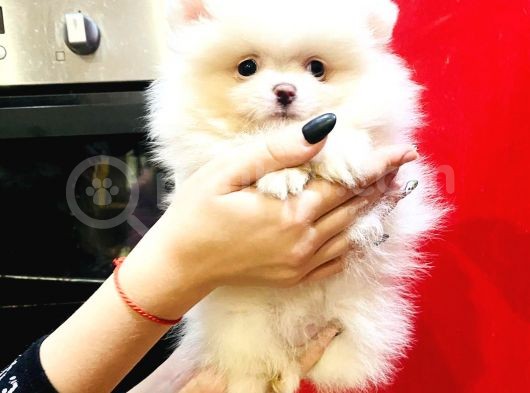 Orj. Teddybear Pomerian Bebeklerimiz - görsel