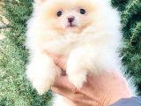 Orj. Teddybear Pomerian Bebeklerimiz -
