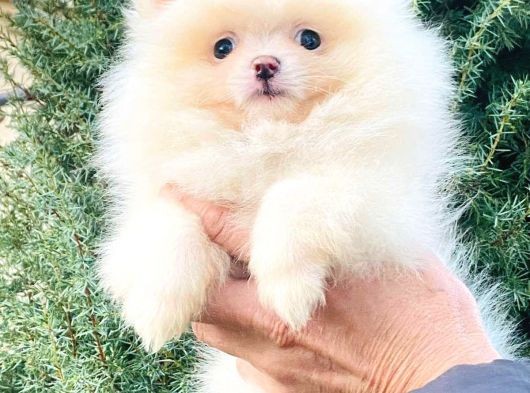 Orj. Teddybear Pomerian Bebeklerimiz - görsel
