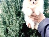 Orj. Teddybear Pomerian Bebeklerimiz -