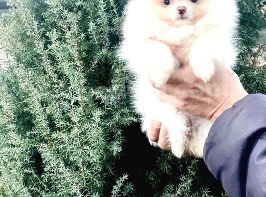 Orj. Teddybear Pomerian Bebeklerimiz - görsel