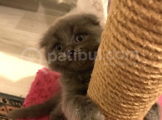 Scotish Longhair görsel