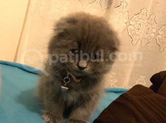 Scotish Longhair görsel