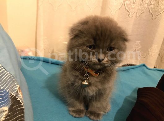 Scotish Longhair görsel