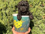 Siyah Black Erkek Toy Poodle Bebeğimi
