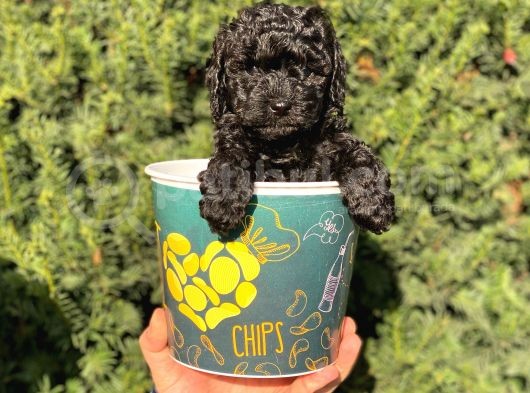 Siyah Black Erkek Toy Poodle Bebeğimi görsel