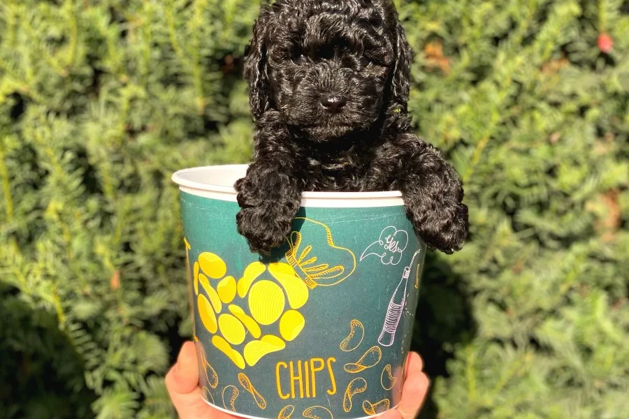 Siyah Black Erkek Toy Poodle Bebeğimi