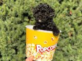 Siyah Black Dişi Toy Poodle Bebeğimiz