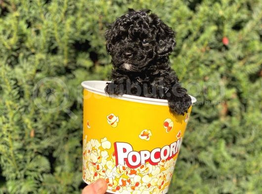 Siyah Black Dişi Toy Poodle Bebeğimiz görsel