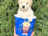 Apricot Krem Toy Poodle Bebeğimiz