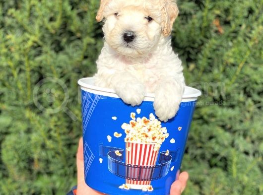 Apricot Krem Toy Poodle Bebeğimiz görsel