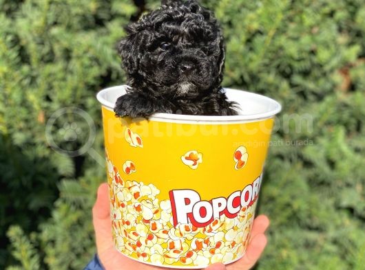 Siyah Black Dişi Toy Poodle Bebeğimiz görsel