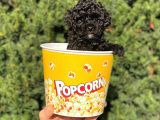 Siyah Black Dişi Toy Poodle Bebeğimiz