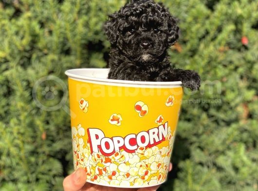 Siyah Black Dişi Toy Poodle Bebeğimiz görsel