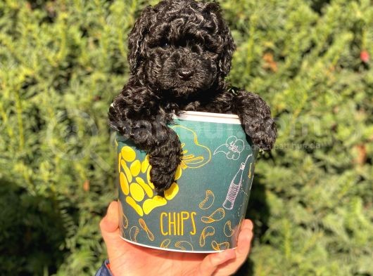 Siyah Black Erkek Toy Poodle Bebeğimi görsel