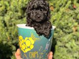 Siyah Black Erkek Toy Poodle Bebeğimi