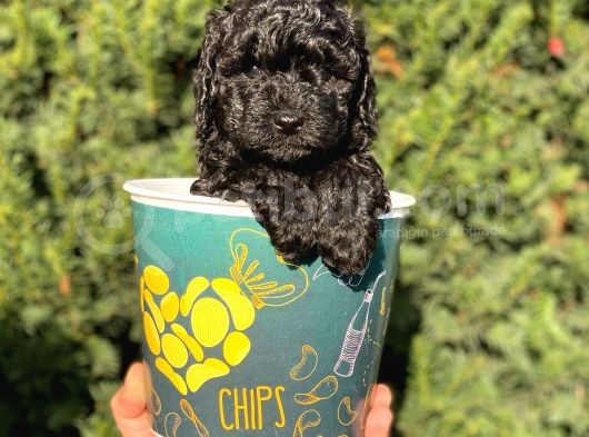 Siyah Black Erkek Toy Poodle Bebeğimi görsel