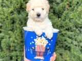 Apricot Krem Toy Poodle Bebeğimiz