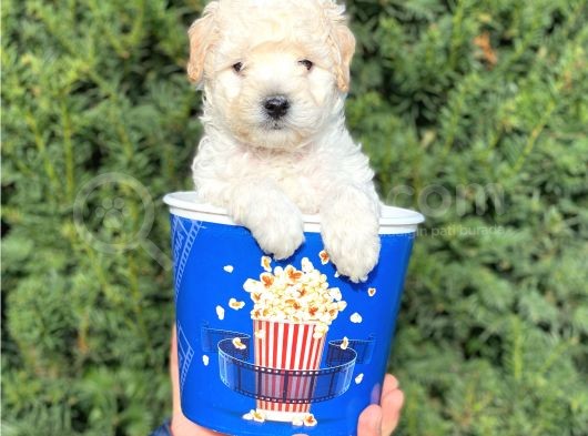 Apricot Krem Toy Poodle Bebeğimiz görsel
