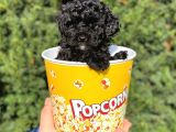 Siyah Black Dişi Toy Poodle Bebeğimiz