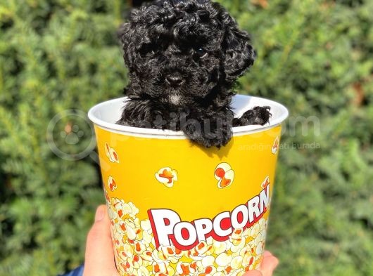 Siyah Black Dişi Toy Poodle Bebeğimiz görsel