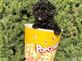 Siyah Black Dişi Toy Poodle Bebeğimiz