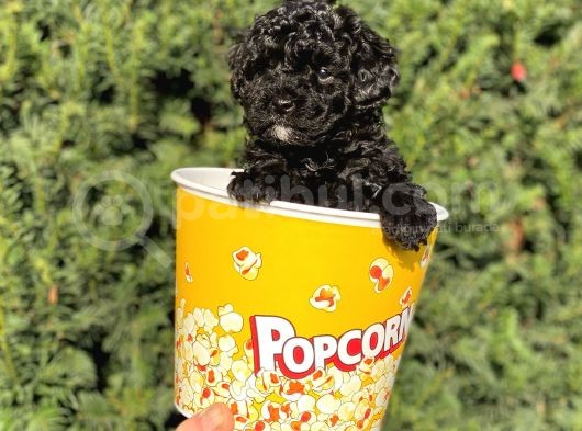 Siyah Black Dişi Toy Poodle Bebeğimiz görsel