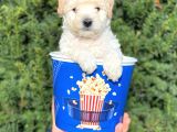 Apricot Krem Toy Poodle Bebeğimiz