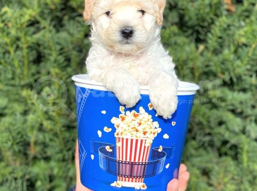 Apricot Krem Toy Poodle Bebeğimiz görsel