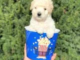 Apricot Krem Toy Poodle Bebeğimiz