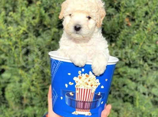 Apricot Krem Toy Poodle Bebeğimiz