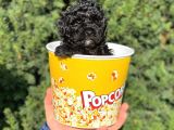 Siyah Black Dişi Toy Poodle Bebeğimiz