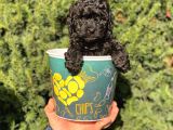 Siyah Black Erkek Toy Poodle Bebeğimi