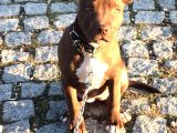 American Pitbull Terrier