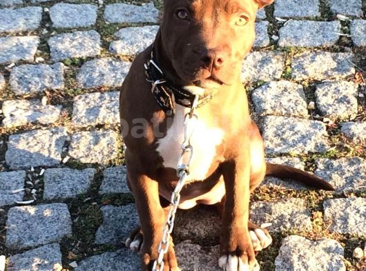 American Pitbull Terrier görsel