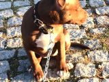 American Pitbull Terrier